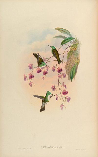 Thaumatias milleri = Amazilia versicolor millerii - John Gould